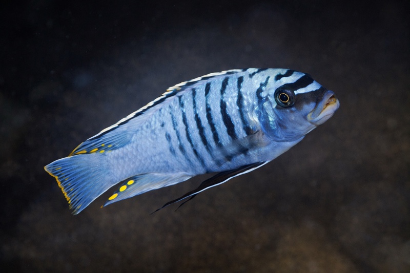 Maylandia fainzilberi 'Lumbaulo'